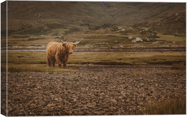 Highland Cow in Glen Canvas Print by Lesley Carruthers
