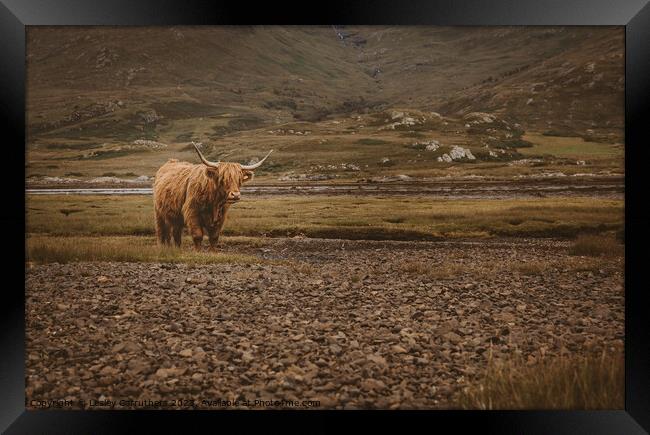 Highland Cow in Glen Framed Print by Lesley Carruthers