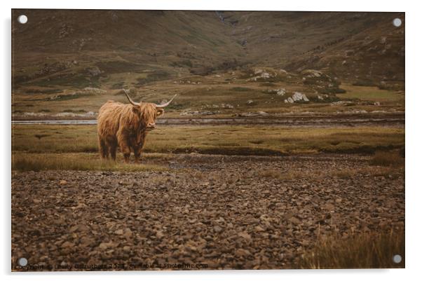 Highland Cow in Glen Acrylic by Lesley Carruthers
