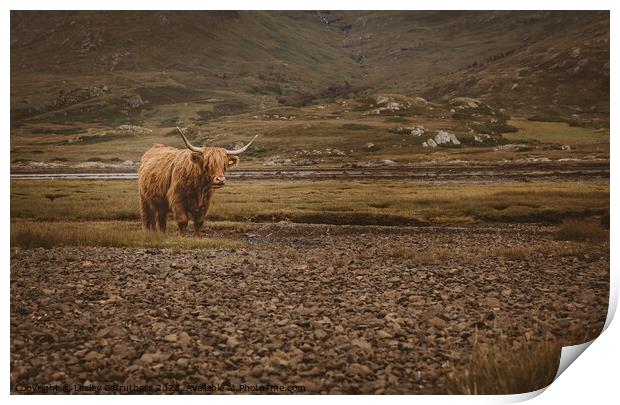 Highland Cow in Glen Print by Lesley Carruthers