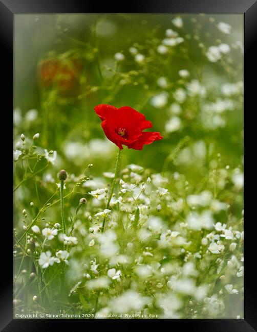 Poppy flower Framed Print by Simon Johnson