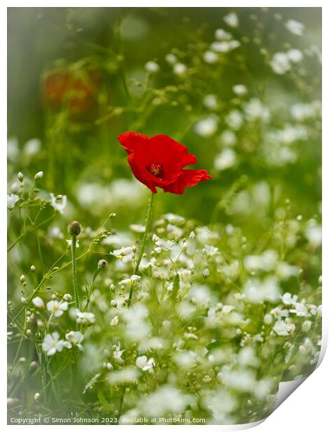 Poppy flower Print by Simon Johnson