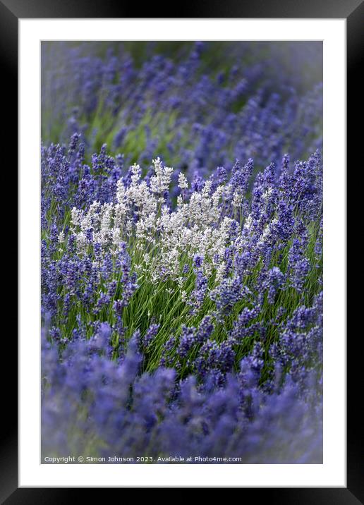 Cotswold Lavender Framed Mounted Print by Simon Johnson