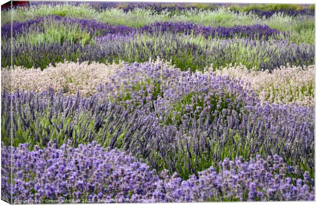 Lavender rows Canvas Print by Simon Johnson