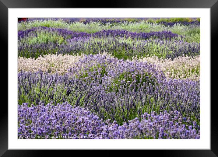 Lavender rows Framed Mounted Print by Simon Johnson