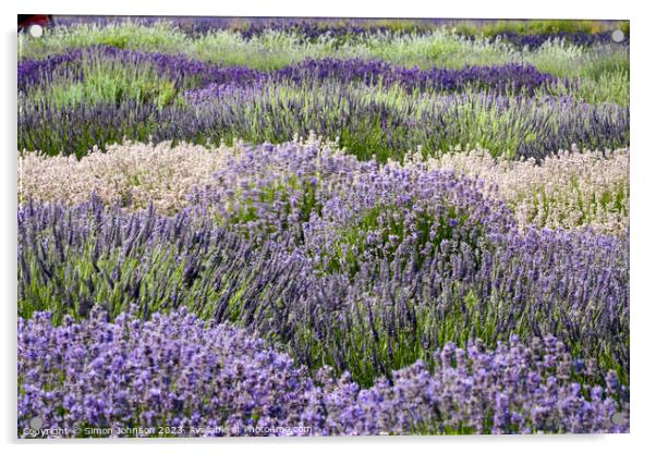 Lavender rows Acrylic by Simon Johnson