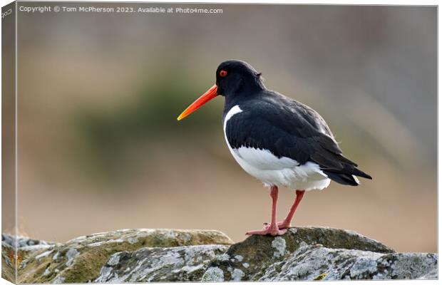 Oystercatcher Perched on a Wall Canvas Print by Tom McPherson