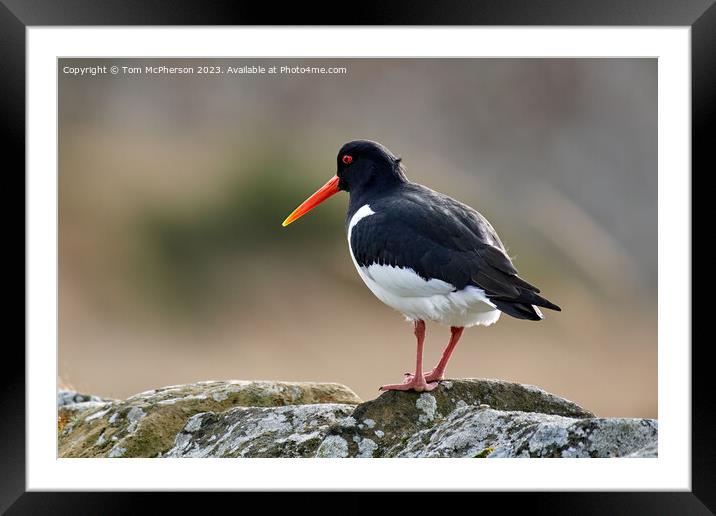 Oystercatcher Perched on a Wall Framed Mounted Print by Tom McPherson