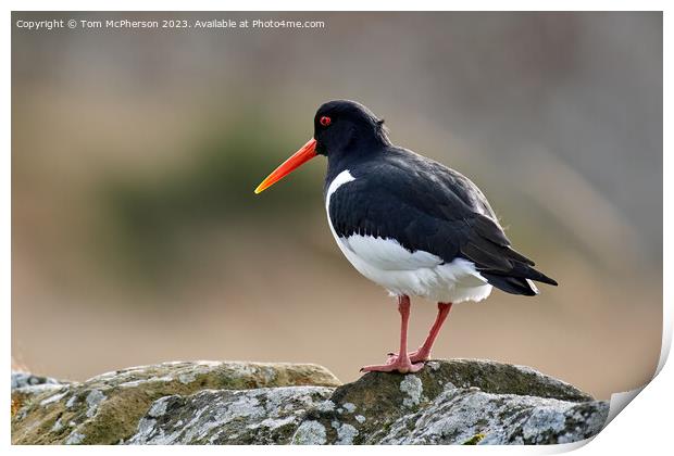 Oystercatcher Perched on a Wall Print by Tom McPherson