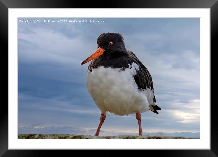 Oystercatcher Roaming Coastal Wall Framed Mounted Print by Tom McPherson