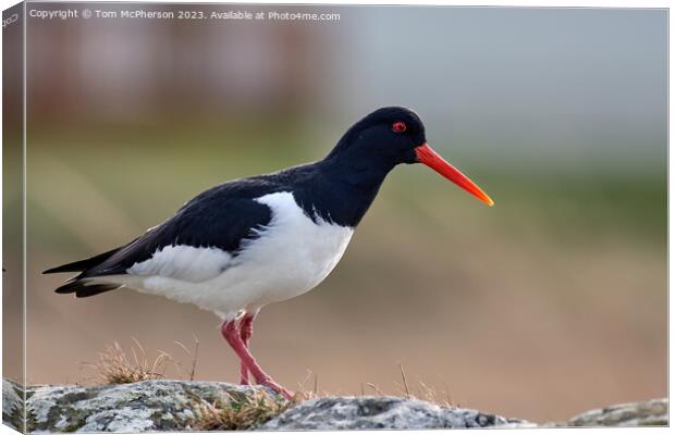 The Graceful Oystercatcher Canvas Print by Tom McPherson