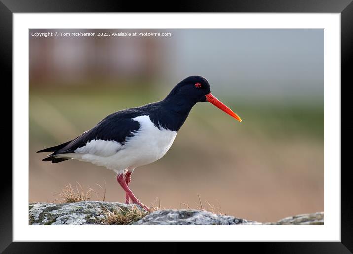 The Graceful Oystercatcher Framed Mounted Print by Tom McPherson