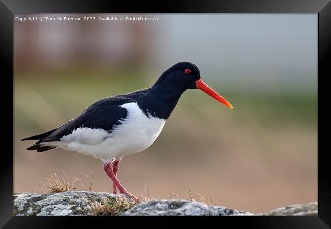 The Graceful Oystercatcher Framed Print by Tom McPherson