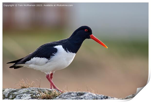 The Graceful Oystercatcher Print by Tom McPherson
