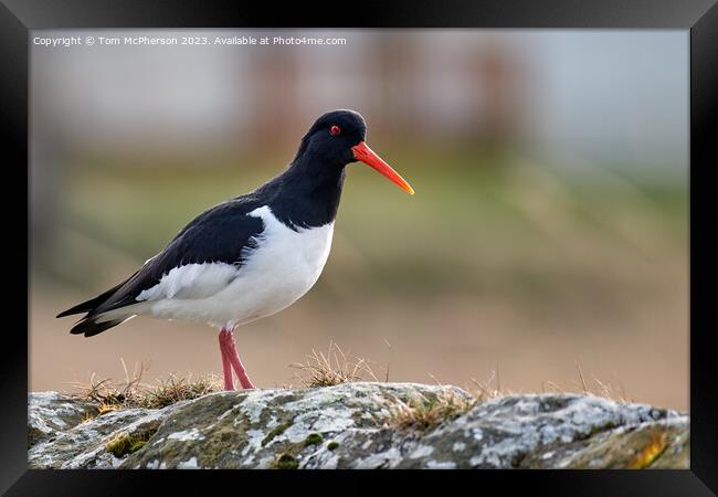 A Captivating Oystercatcher Framed Print by Tom McPherson