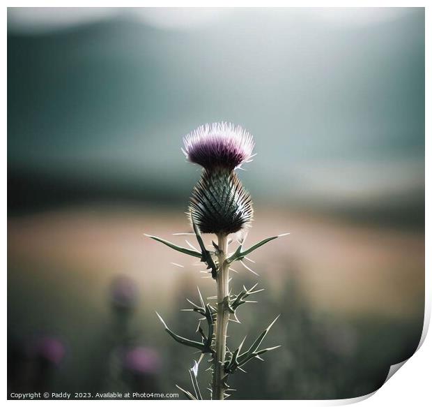 A Scottish Thistle in the Highlands  Print by Paddy 