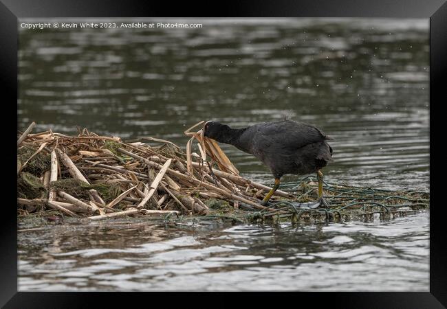 Coot building nest Framed Print by Kevin White