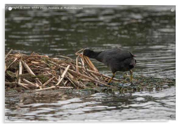 Coot building nest Acrylic by Kevin White