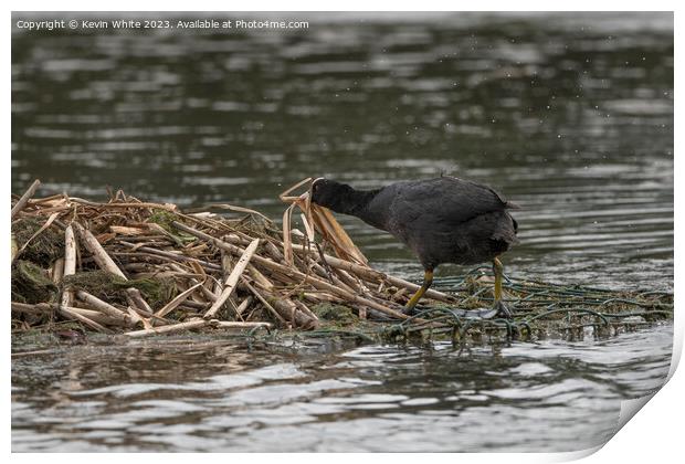 Coot building nest Print by Kevin White