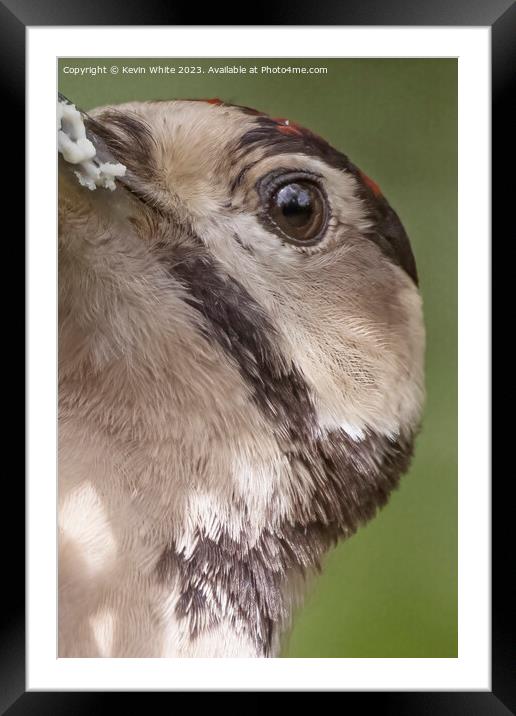 Great spotted woodpecker eye Framed Mounted Print by Kevin White