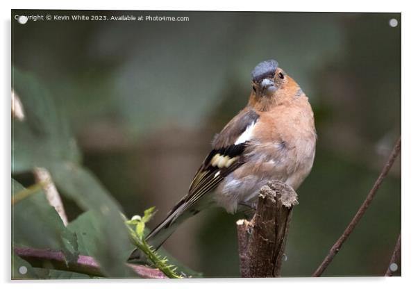 Young Chaffinch still looking fluffy Acrylic by Kevin White