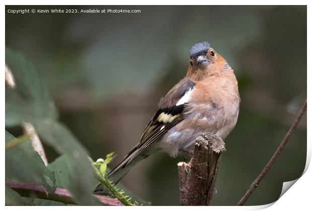 Young Chaffinch still looking fluffy Print by Kevin White