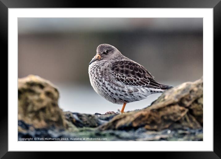  Purple Sandpiper Framed Mounted Print by Tom McPherson
