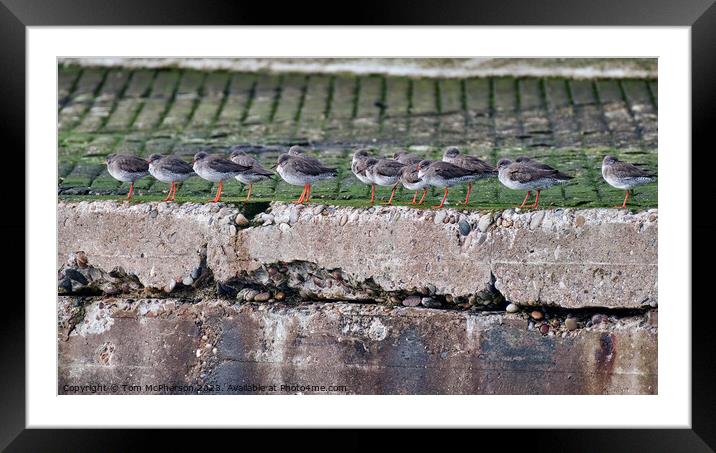 "The Enigmatic Beauty of Purple Sandpipers" Framed Mounted Print by Tom McPherson