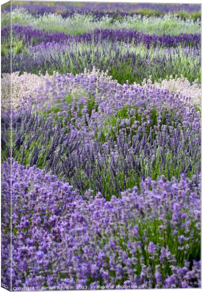 Lavender field Canvas Print by Simon Johnson