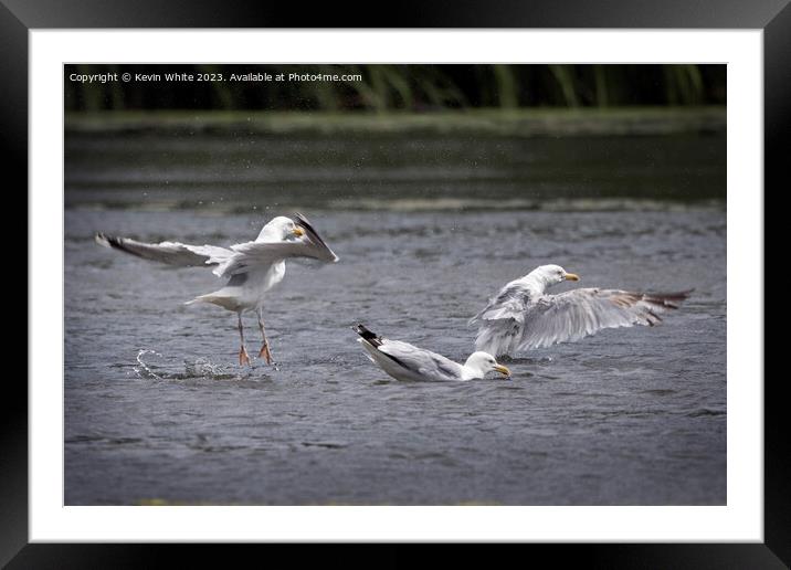 European herring gull making a splash Framed Mounted Print by Kevin White