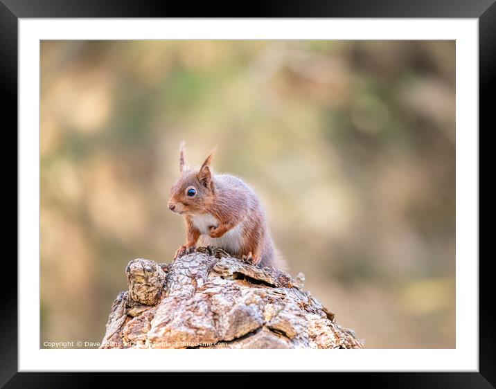 Red Squirrel, Dorset, England Framed Mounted Print by Dave Collins
