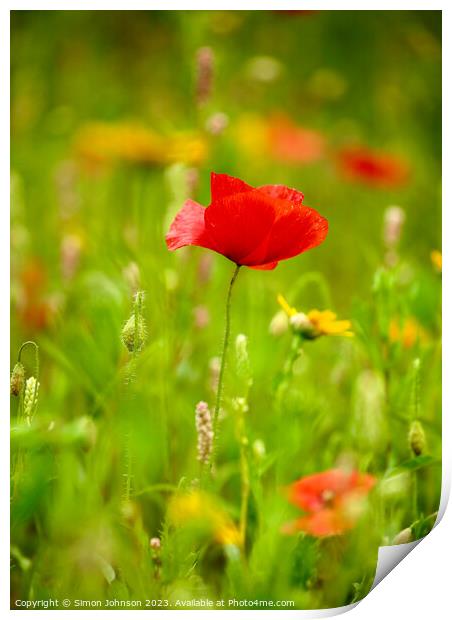 Poppy Print by Simon Johnson