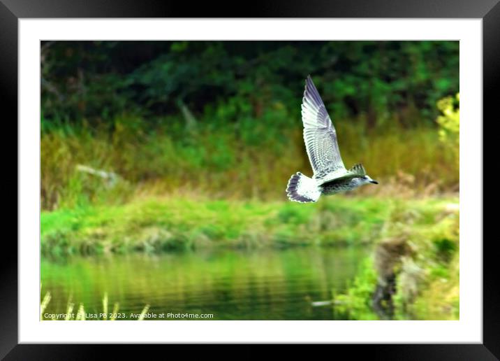 Wings Up Framed Mounted Print by Lisa PB