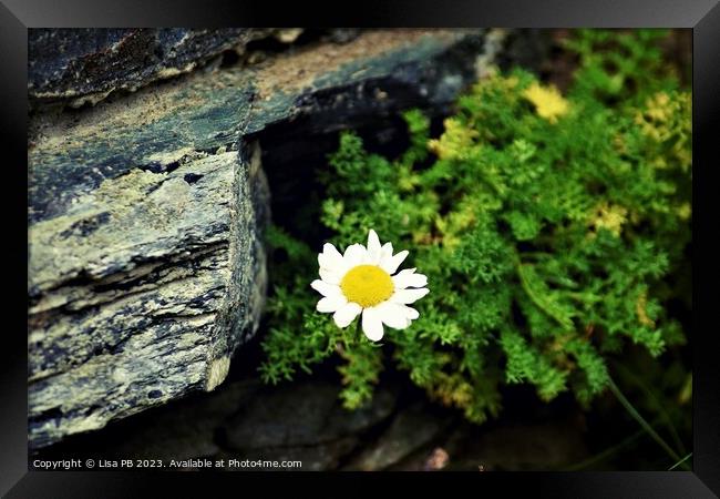 Daisy Framed Print by Lisa PB