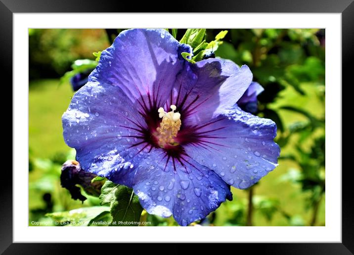 Large Purple Flower Framed Mounted Print by Lisa PB