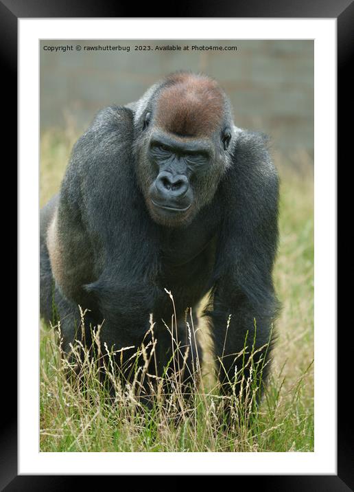 Gorilla on the move through the tall grass Framed Mounted Print by rawshutterbug 