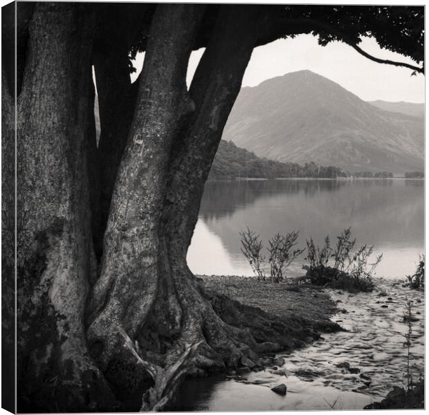  Rivulet to Buttermere Canvas Print by Dave Bowman