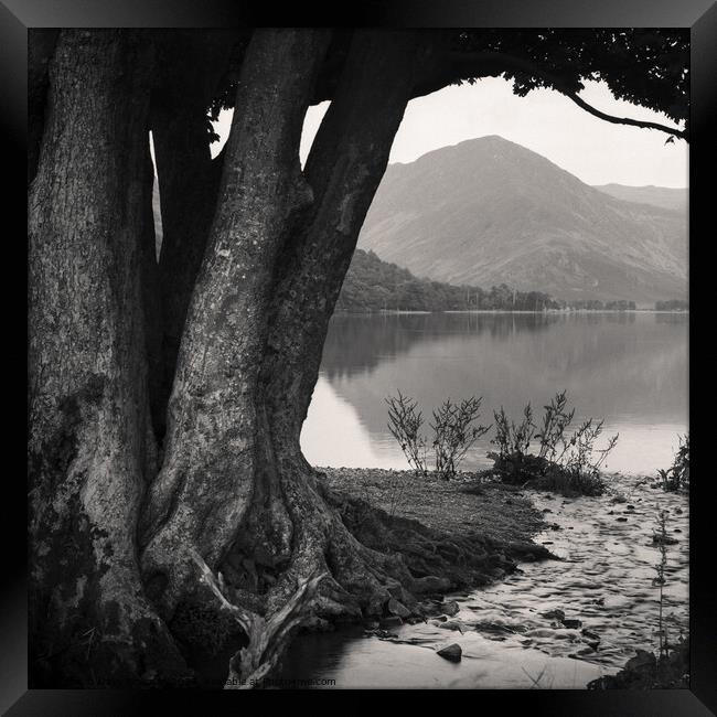  Rivulet to Buttermere Framed Print by Dave Bowman