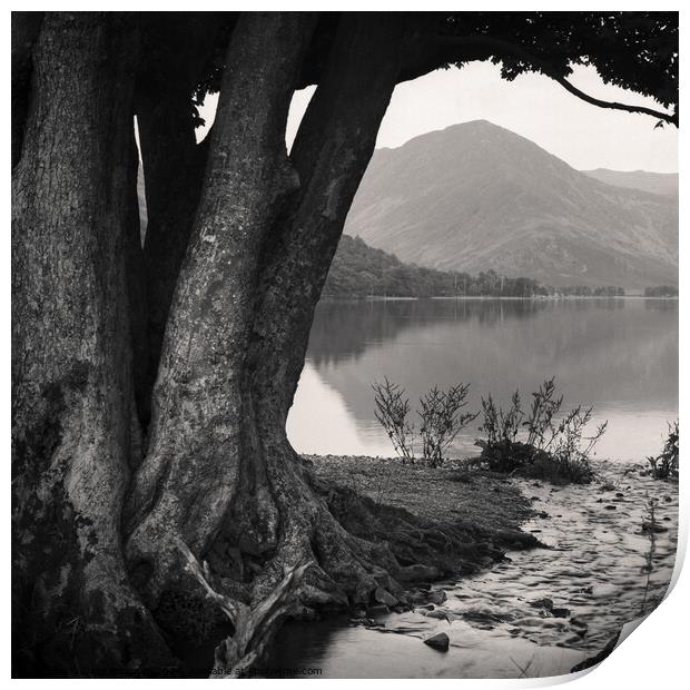  Rivulet to Buttermere Print by Dave Bowman