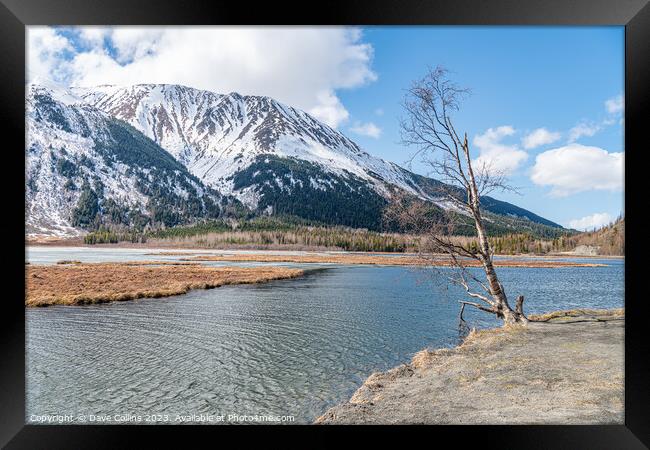 Tree on the edge of Tern Lake at the intersection of the Seward and Sterling highways, Alaska, USA Framed Print by Dave Collins