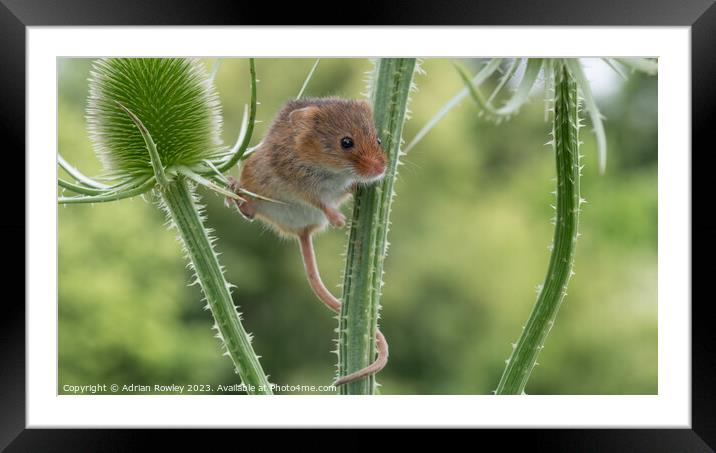Delicate Dance of the Harvest Mouse Framed Mounted Print by Adrian Rowley
