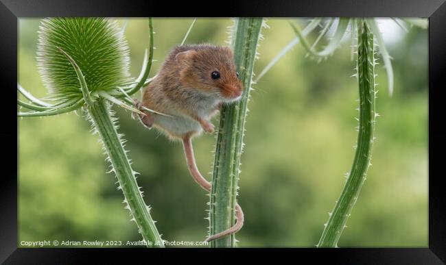 Delicate Dance of the Harvest Mouse Framed Print by Adrian Rowley
