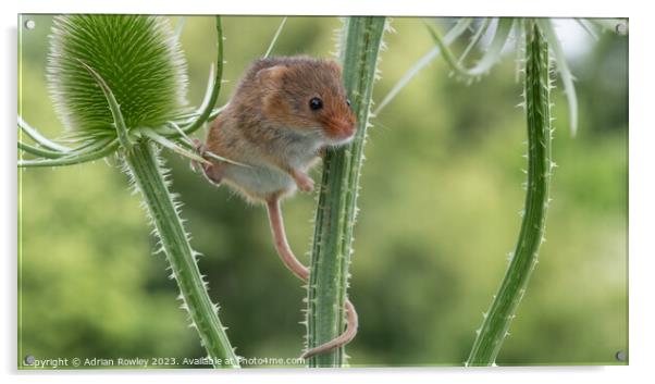 Delicate Dance of the Harvest Mouse Acrylic by Adrian Rowley
