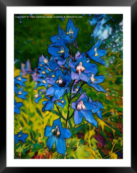 Blue Delphinium Flowers  Framed Mounted Print by Taina Sohlman