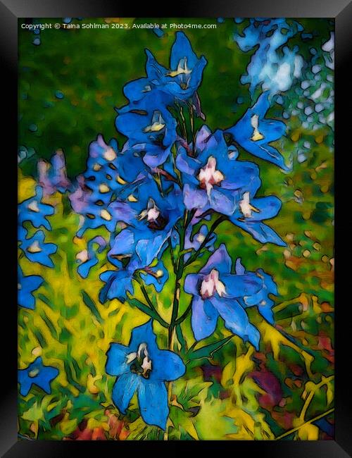 Blue Delphinium Flowers  Framed Print by Taina Sohlman