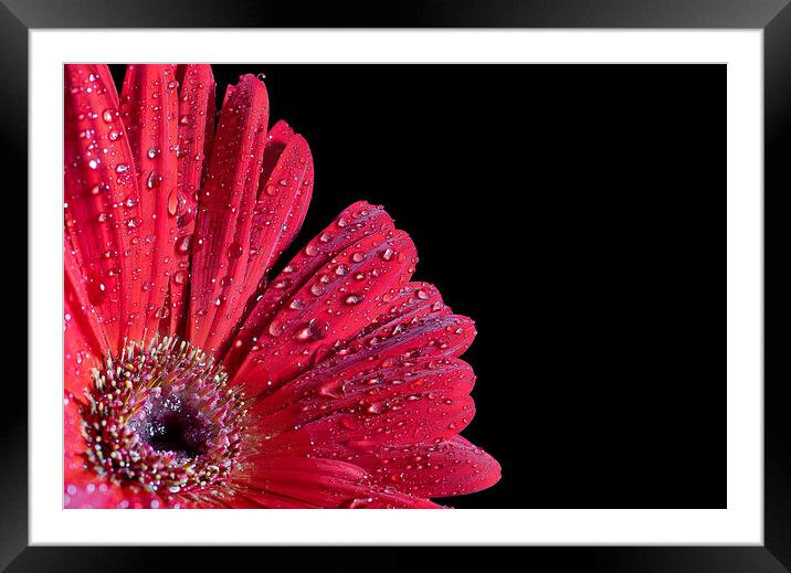 Vibrant African Daisy Unveils Nature's Passion Framed Mounted Print by Cliff Kinch