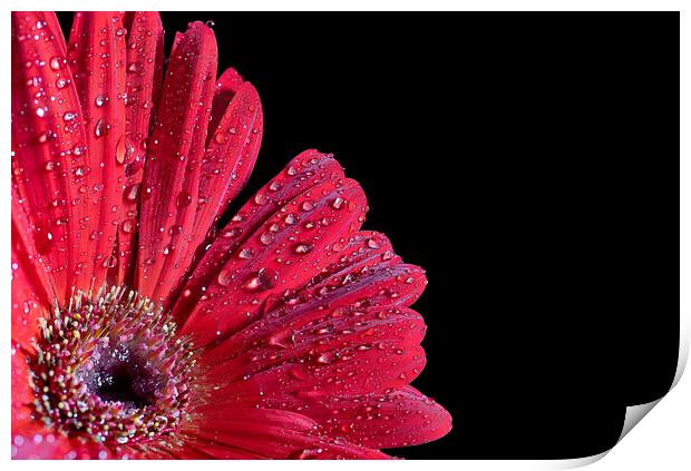 Vibrant African Daisy Unveils Nature's Passion Print by Cliff Kinch