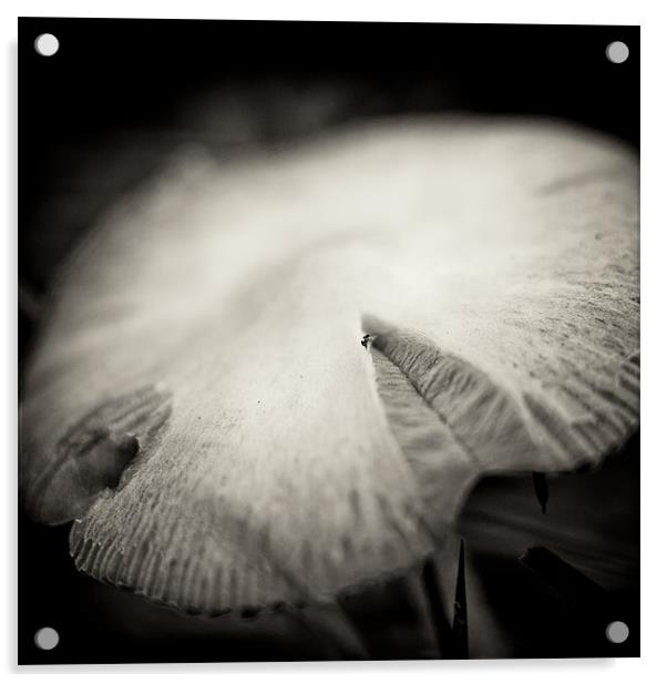 wild mushroom Acrylic by Marcus Scott