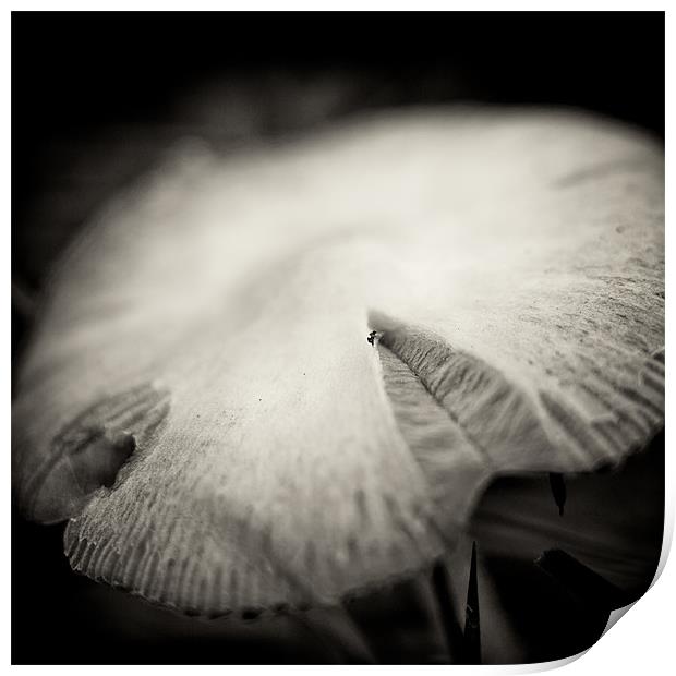 wild mushroom Print by Marcus Scott