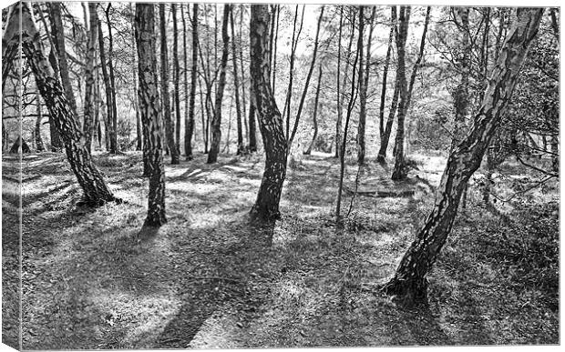 New forest trees and shadows Canvas Print by michelle rook